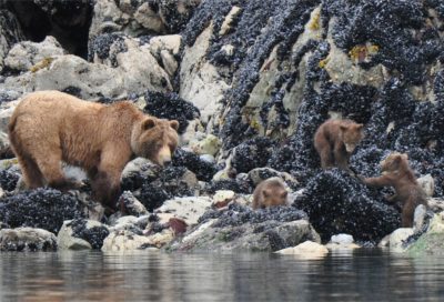 Brown bear sow with cubs foraging among tidepool rocks during low tide in Southeast Alaska.