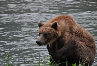 Brown bear fishing on Chilkoot River in Haines, Alaska