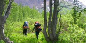 Two hikers walk along a lush green trail surrounded by dense vegetation in Alaska.