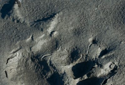Bear Paw Print in Silt Flats of Alaska Shoreline