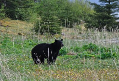 Black Bear Exploring Grass Meadow in Alaskan Wilderness