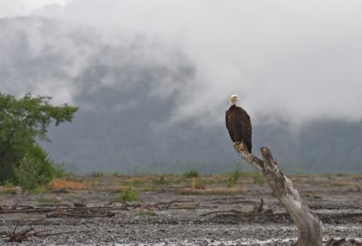 American Bald Eagle perched along river bed in coastal Southeast Alaska