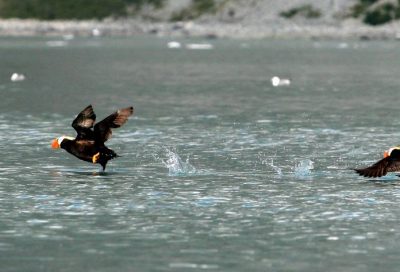 Puffins launching from water surface in Glacier Bay Alaska