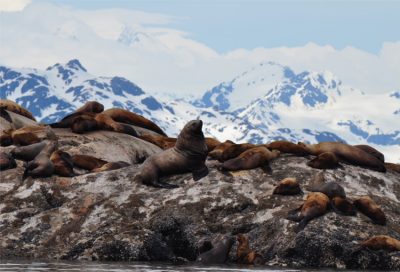 Sea Lions resting on coast of Lynn canal in Alaska