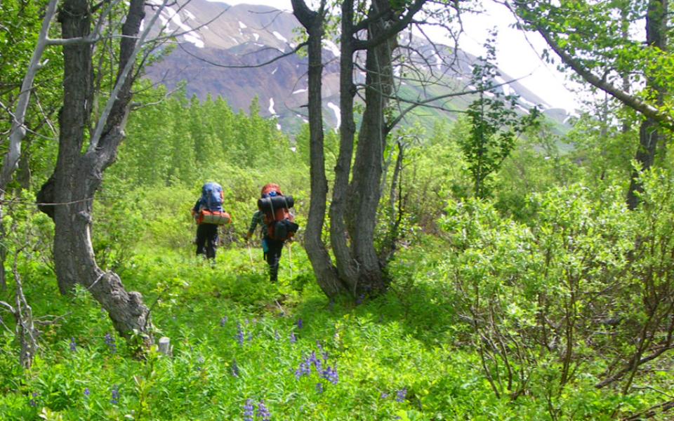 Cottonwood1