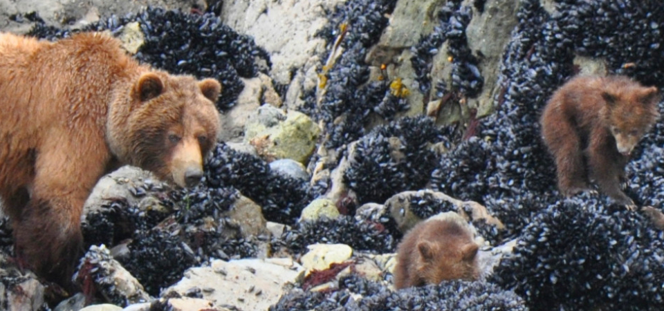 wildlifebanner1